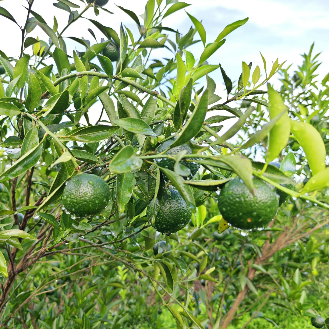 2025年正宗新会茶枝柑二红柑鲜果