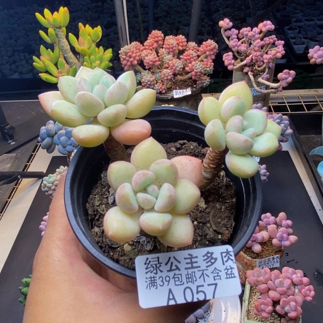 057泡泡糖多肉7cm