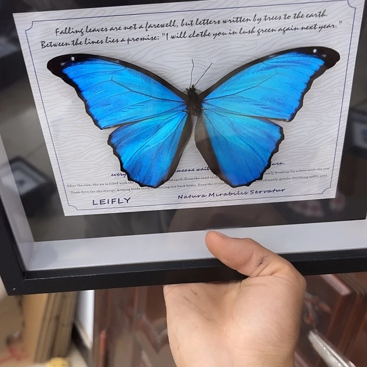 财****蝴蝶标本定制版180