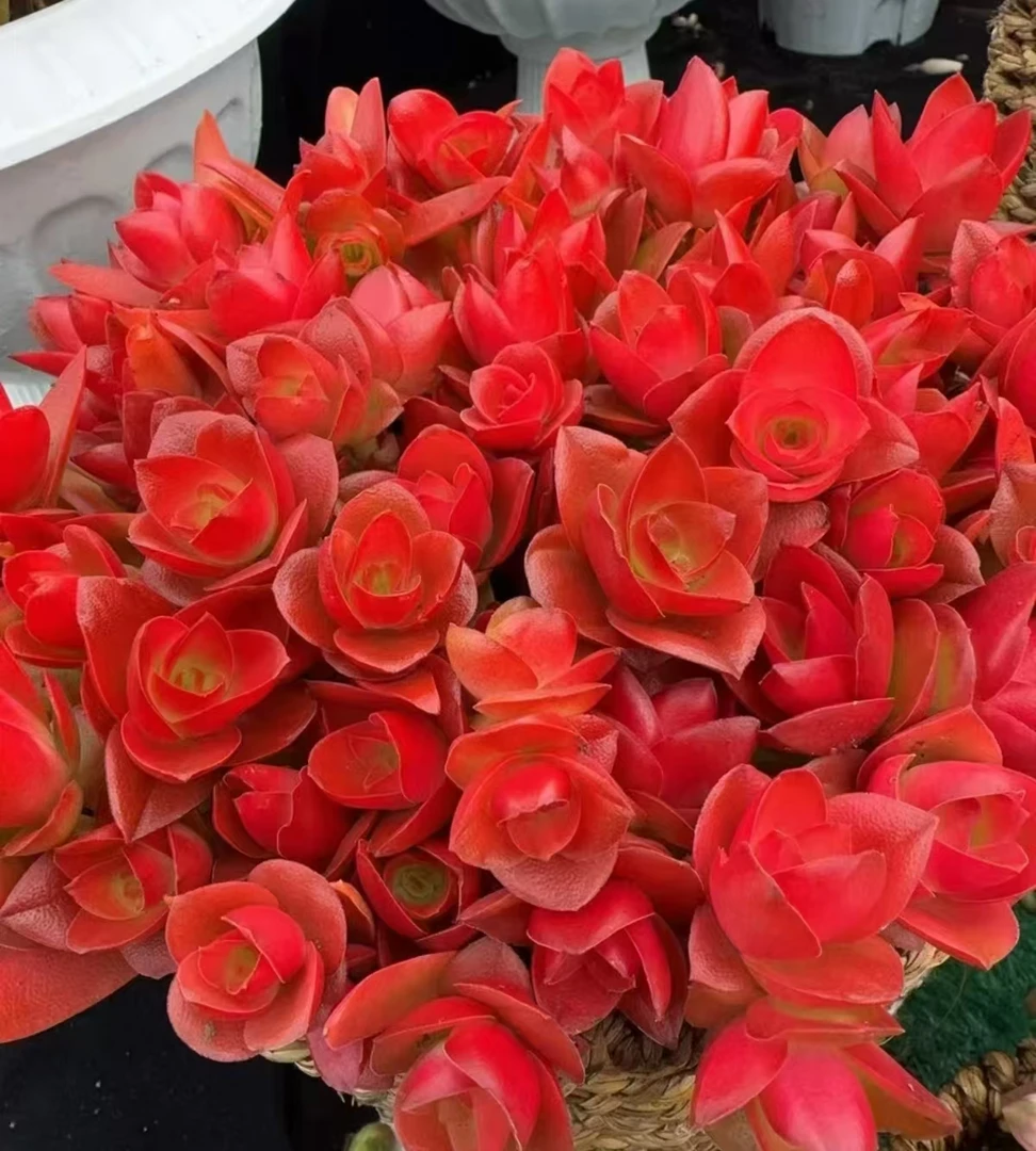 Y大红百合火祭【元旦迎新】【年宵纳福】多肉植物 脱土发货