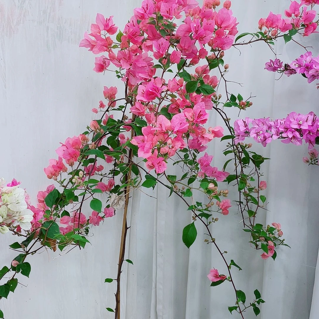 完全开放橙粉公主