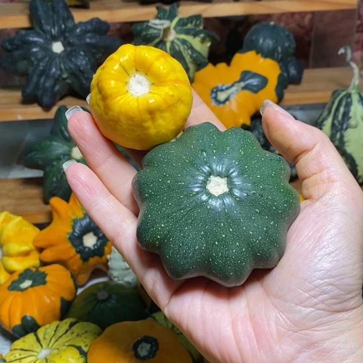 非**常墨西哥葫芦满天星