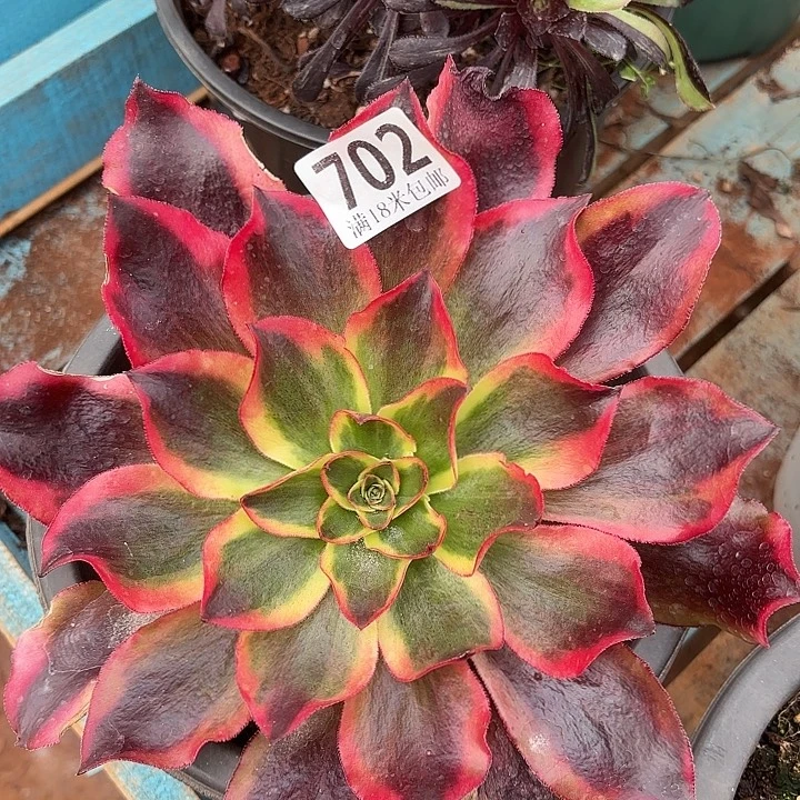 702魅影掌心多肉法师锦不包侧枝断枝