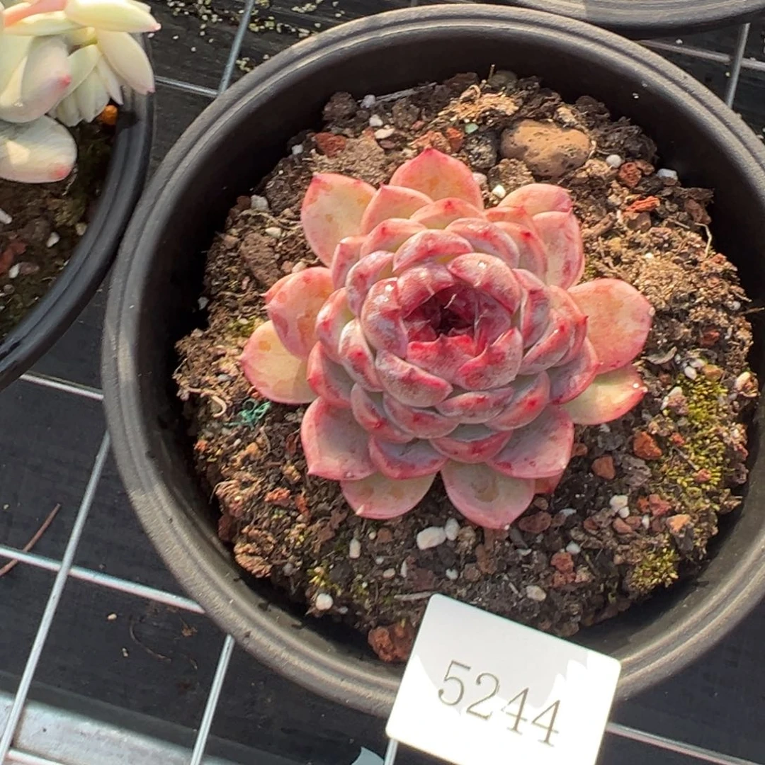 美*5244肉肉肉肉肉肉肉肉