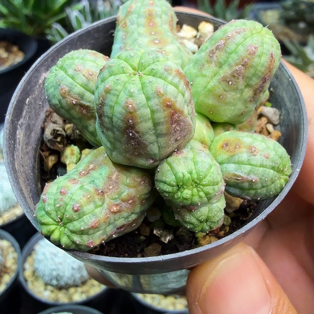 子吹欧布多肉植物