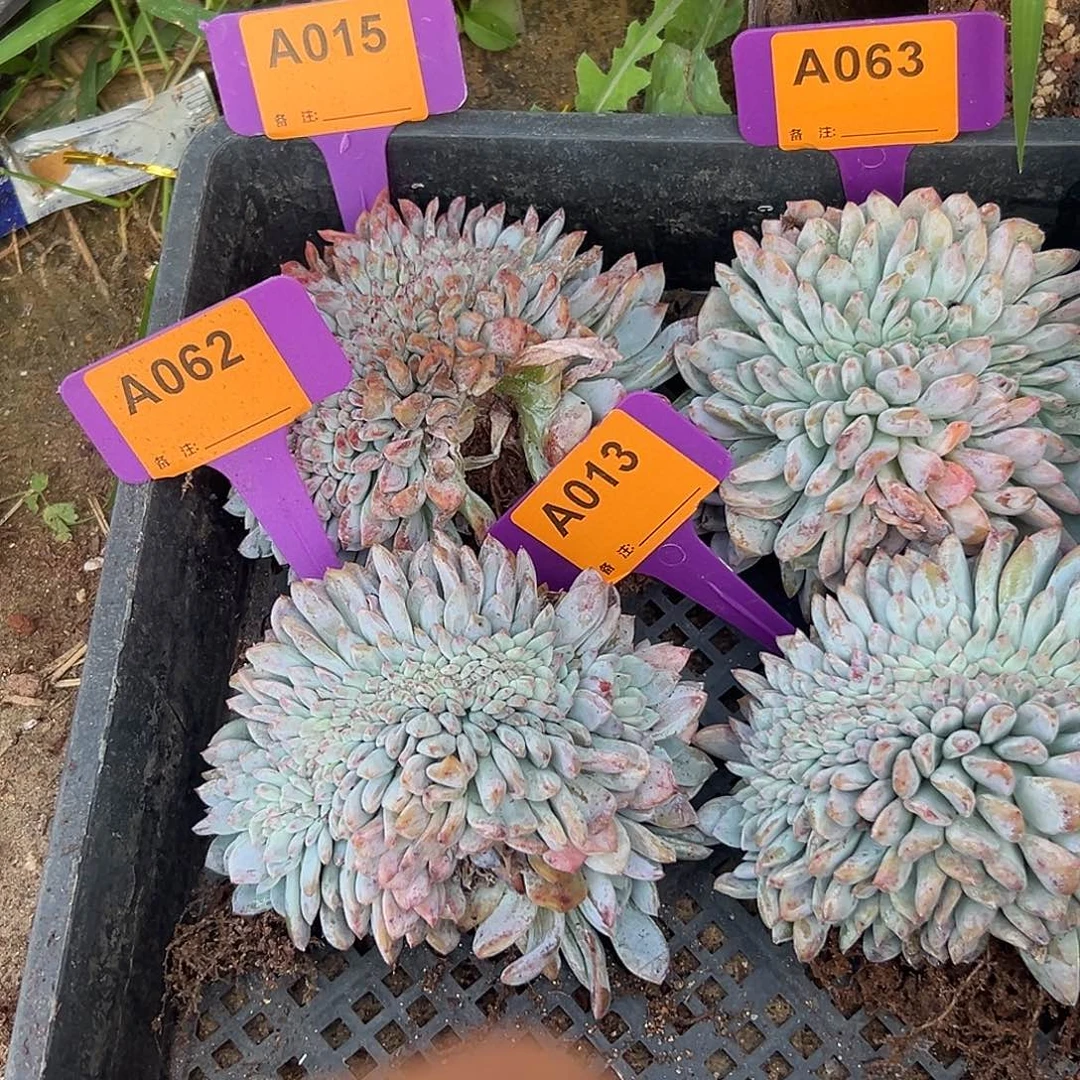木***）多肉植物一物一拍