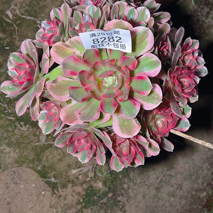 8282粉女郎多肉植物