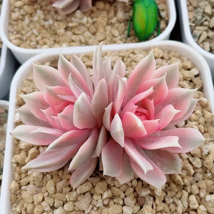 粉蝶锦。锦龙多肉园艺