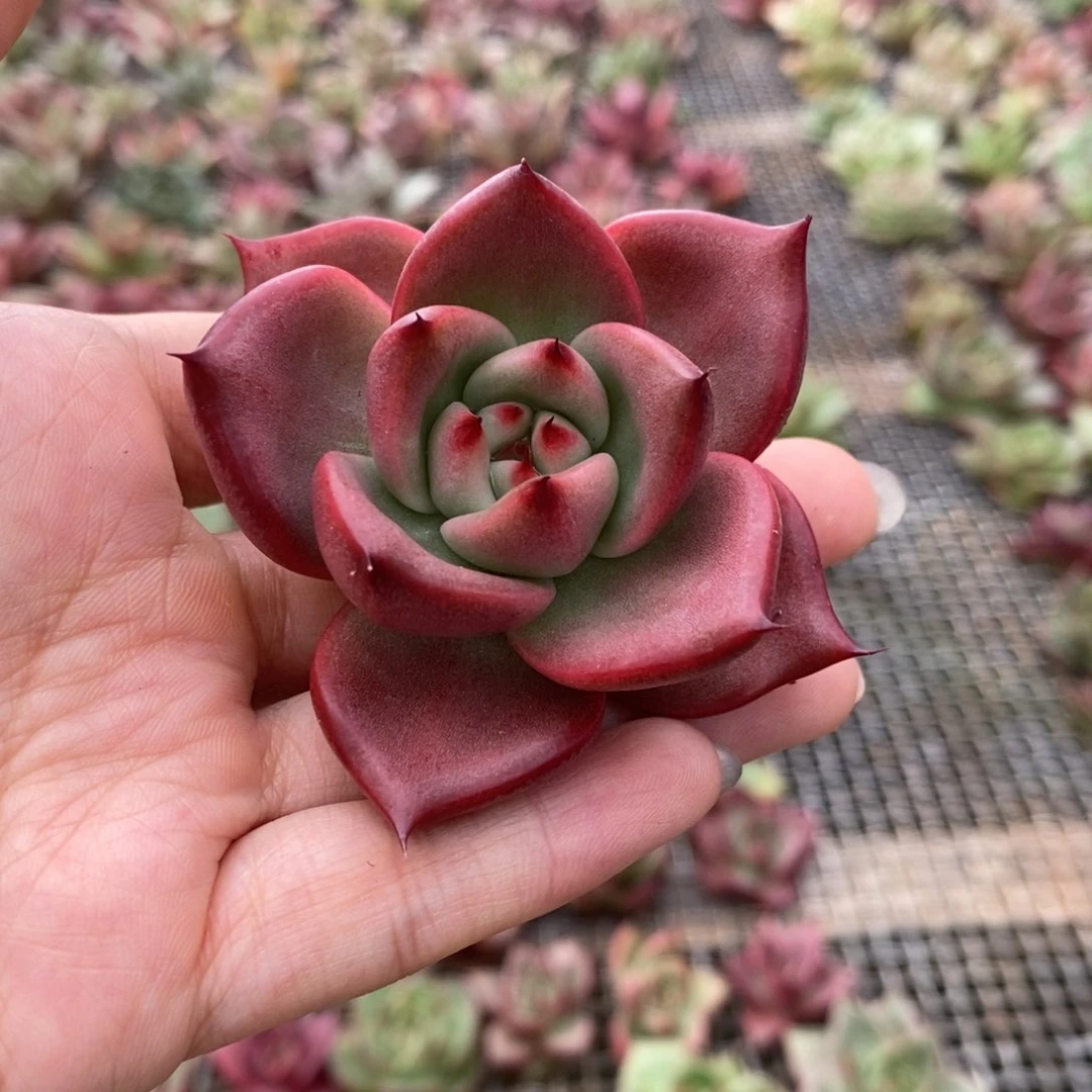 无花朵开播福利，35包邮