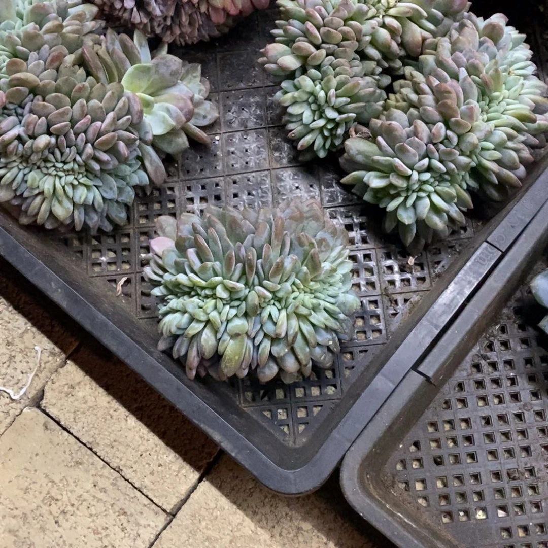 彬****小虎多肉一物一拍发货