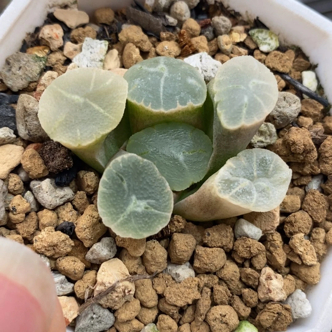 173万象锦一物一拍