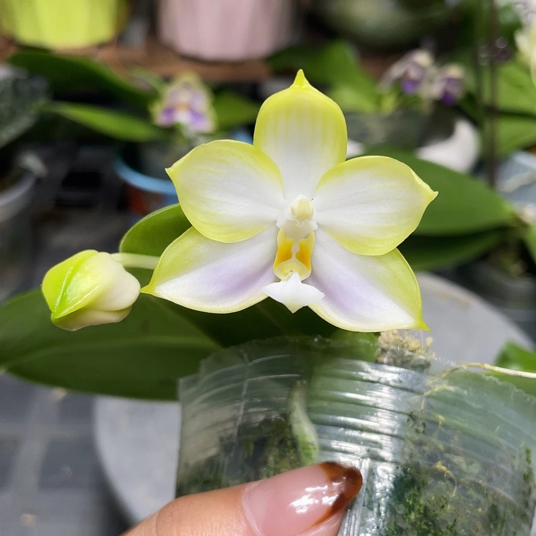 完全开放龙玛丽2.5寸