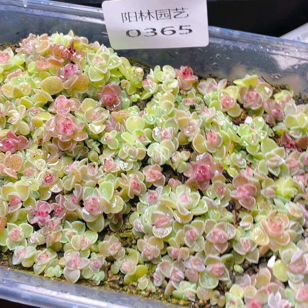 ^****多肉植物多肉植物365