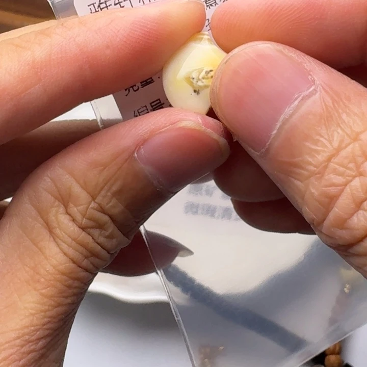 裸石琥珀未镶嵌琥珀