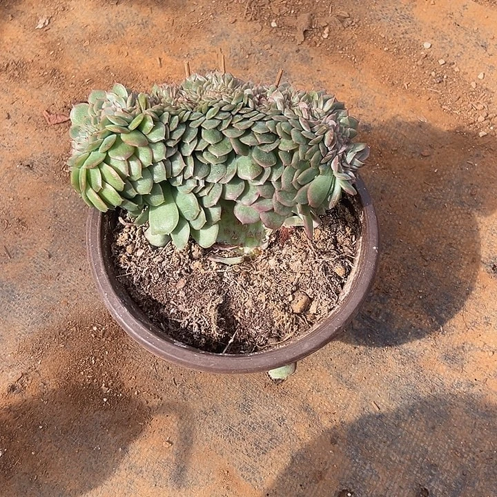 美***美多肉植物实物直播实物124