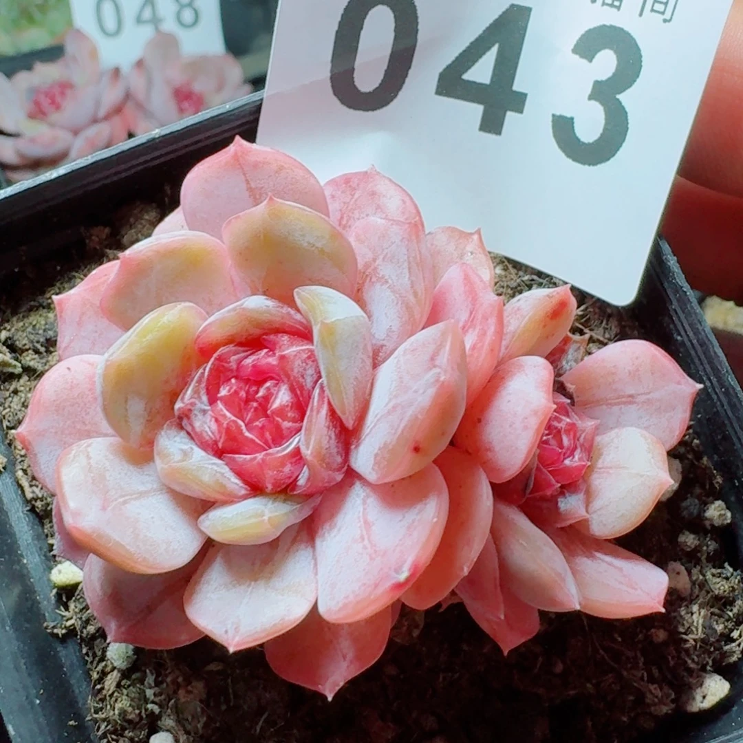 宫花            精美多肉植物