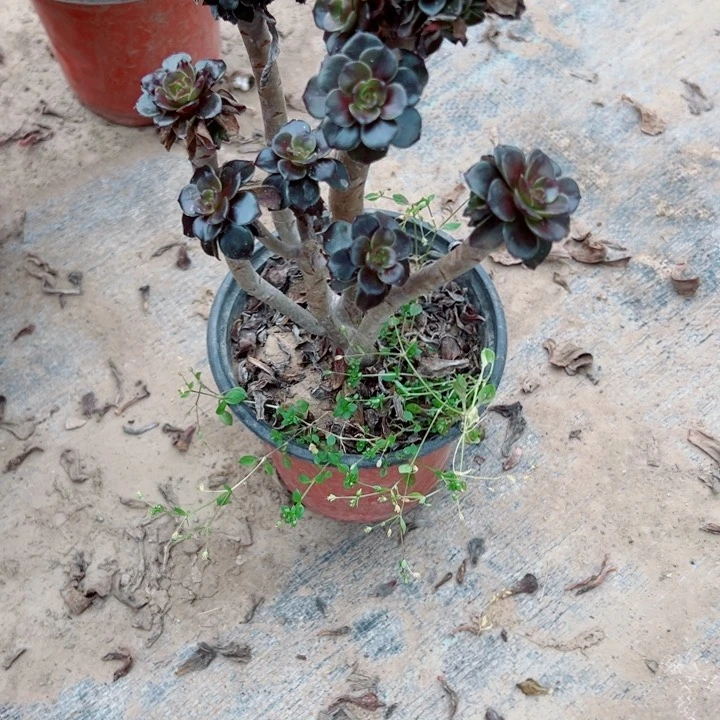 881灰豆多肉植物