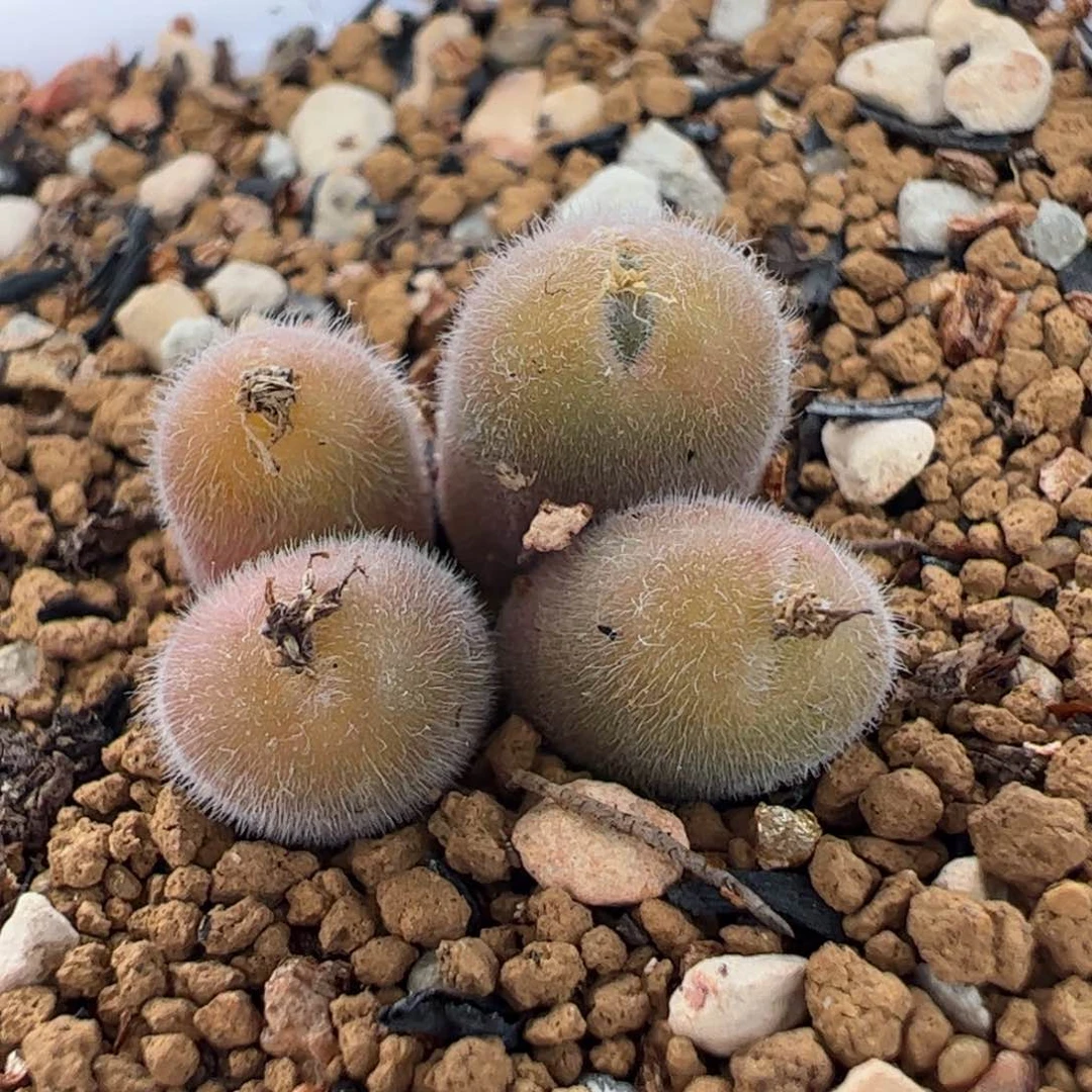 119多肉植物百科
