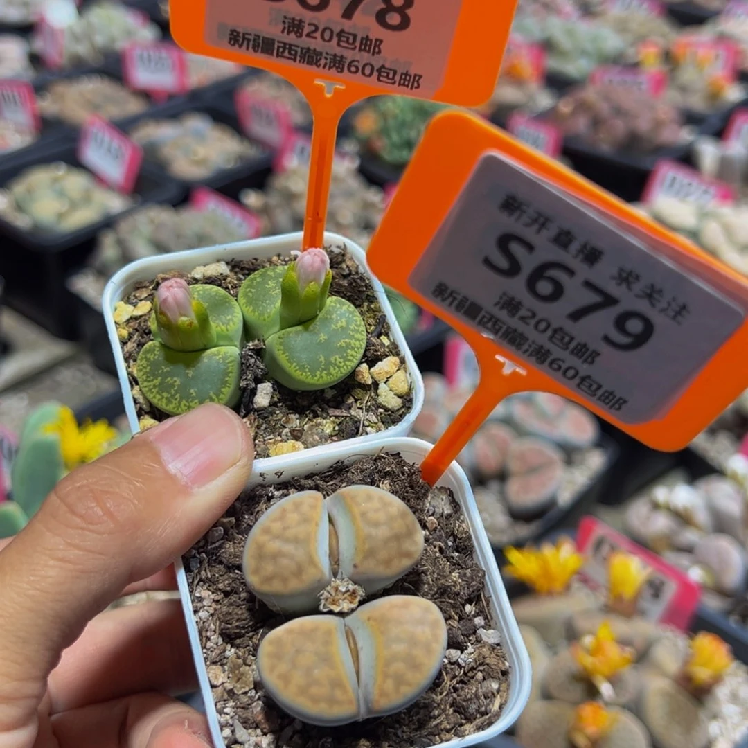 678.679 一物一拍，默认有伤，介意勿拍，不退不换