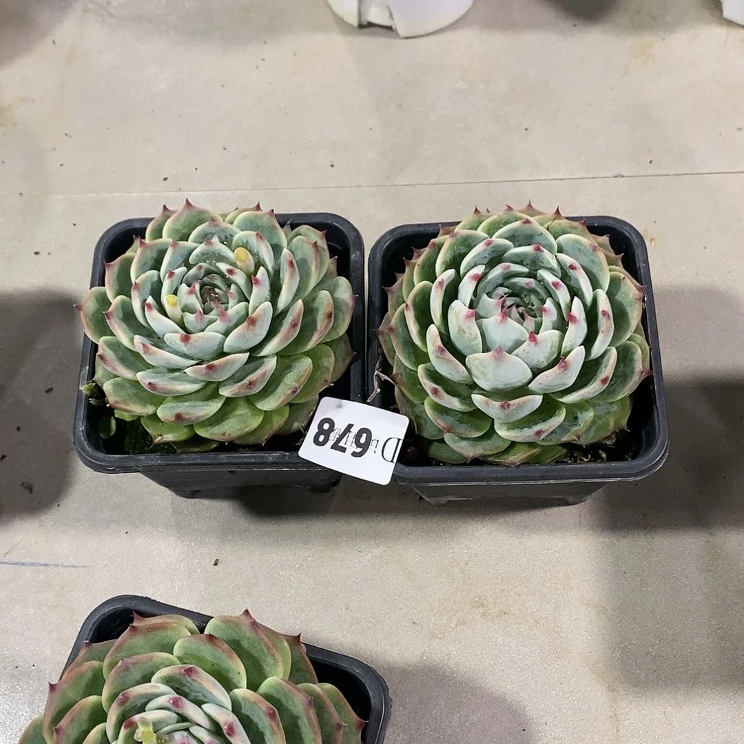 民****贝678惊鸿多肉2颗