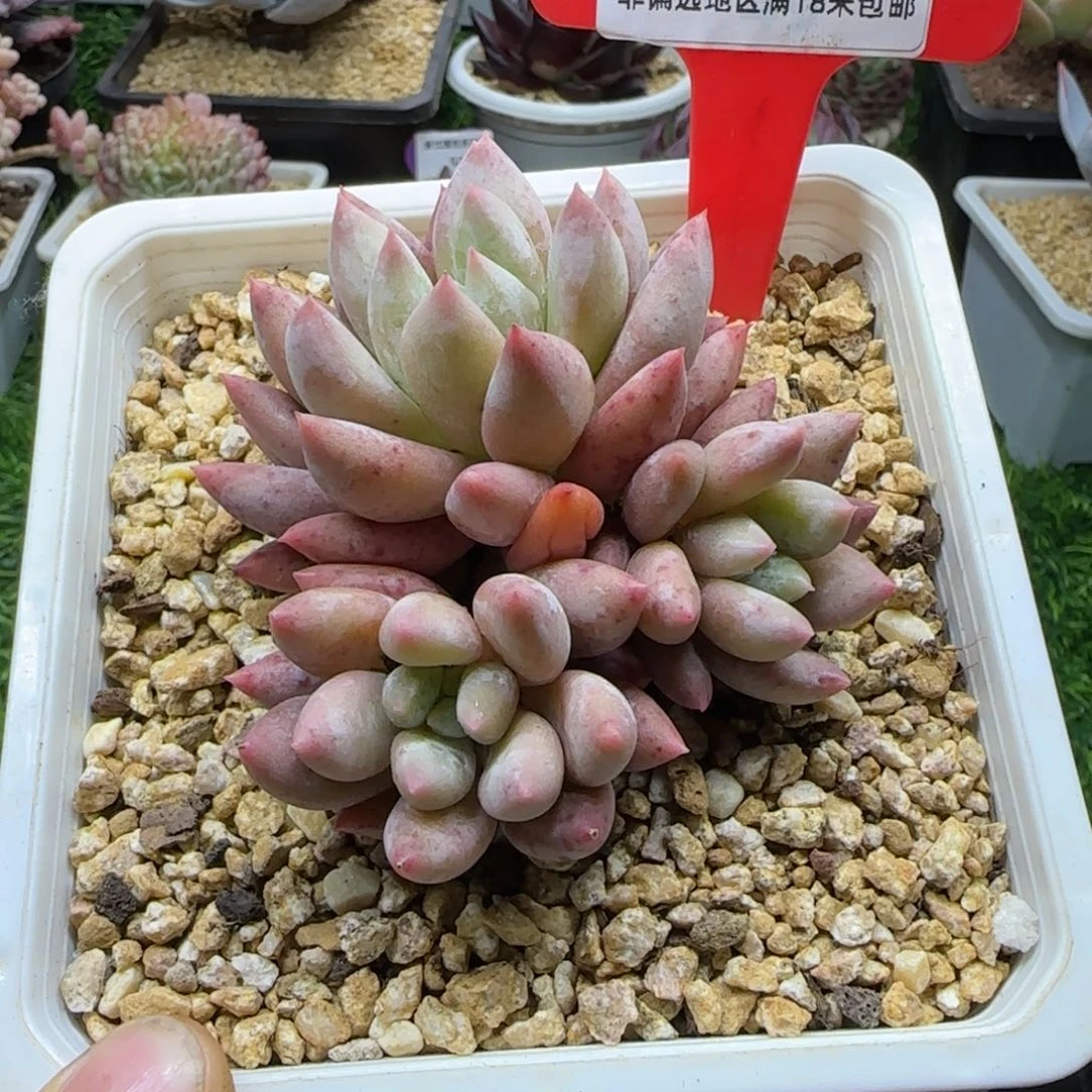 解忧多肉一物一拍编号56