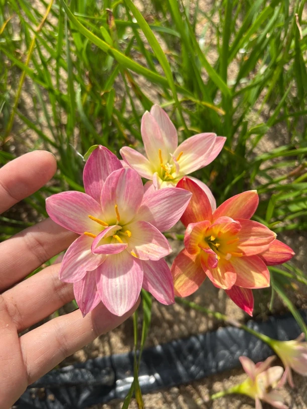 重瓣风雨兰  新品。变色龙 一坨15个球左右