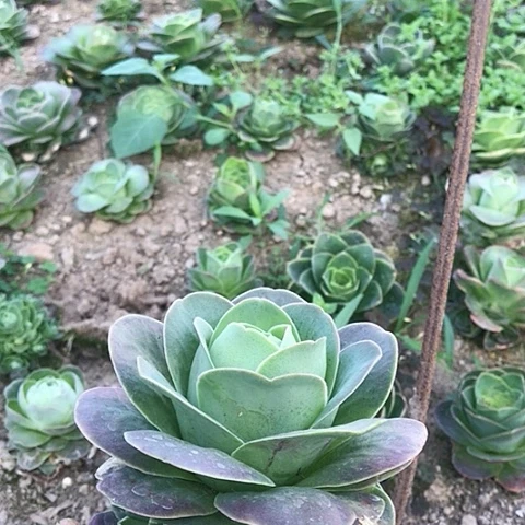 双*帕尔玛玫瑰一棵15