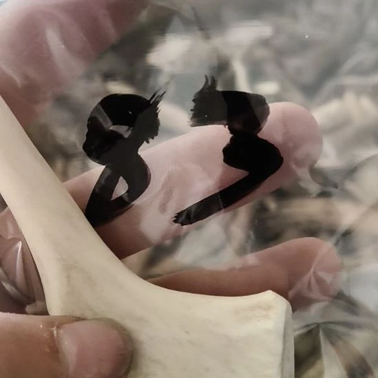 *****鹿角鹿角鹿角鹿角鹿角鹿角