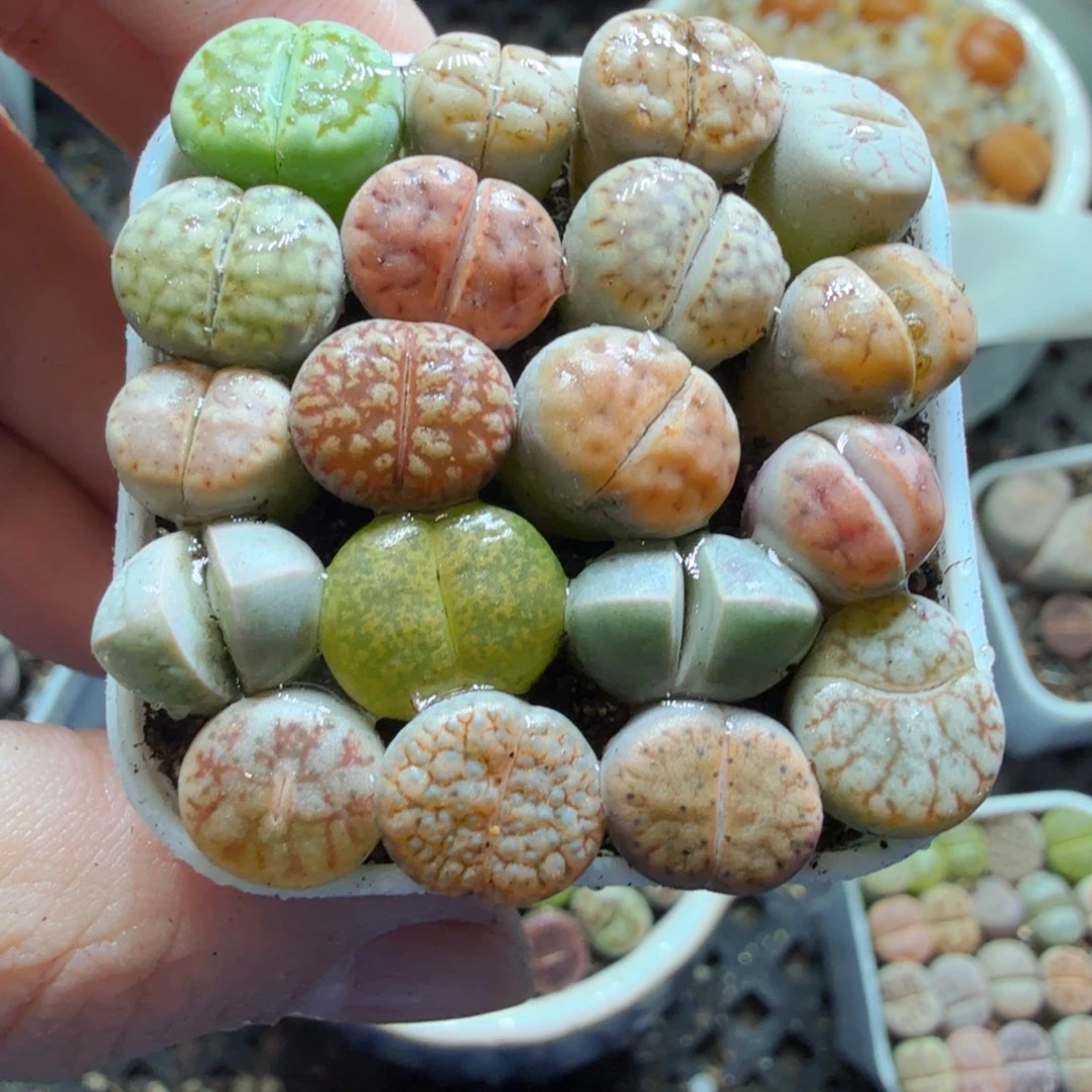 多肉葡萄的季节性好670