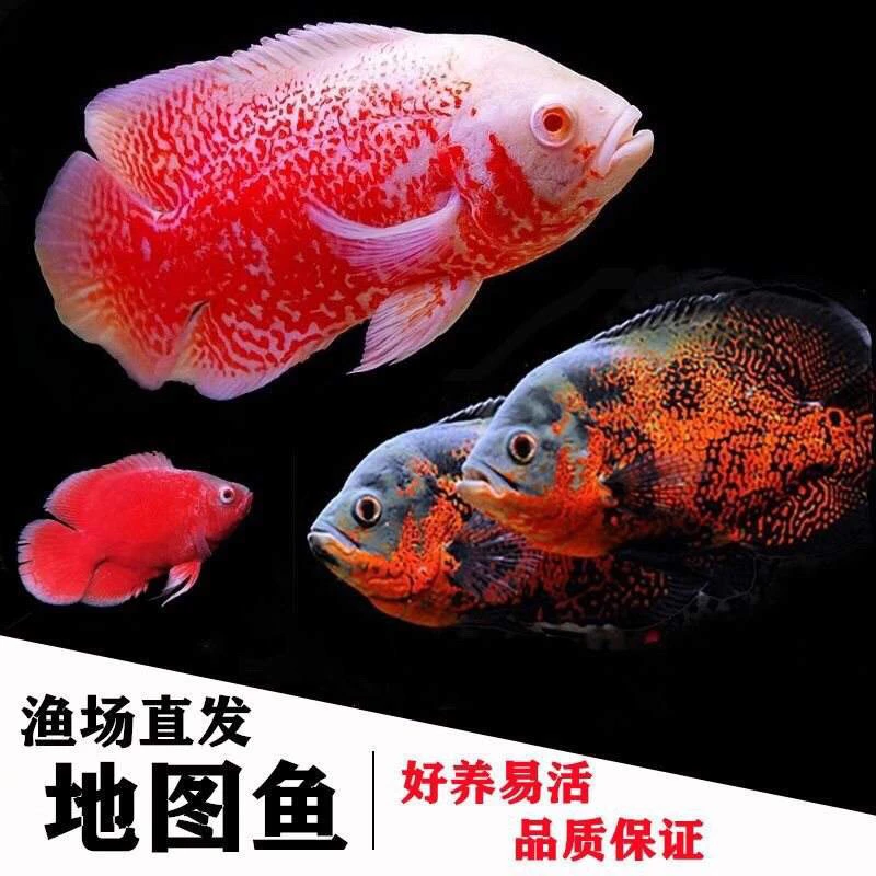 黑白地图鱼苗6-8cm一条