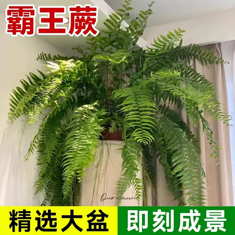 霸王蕨盆栽波斯顿大盆长藤叶垂吊肾蕨客厅室内雨林绿植蕨类天花板