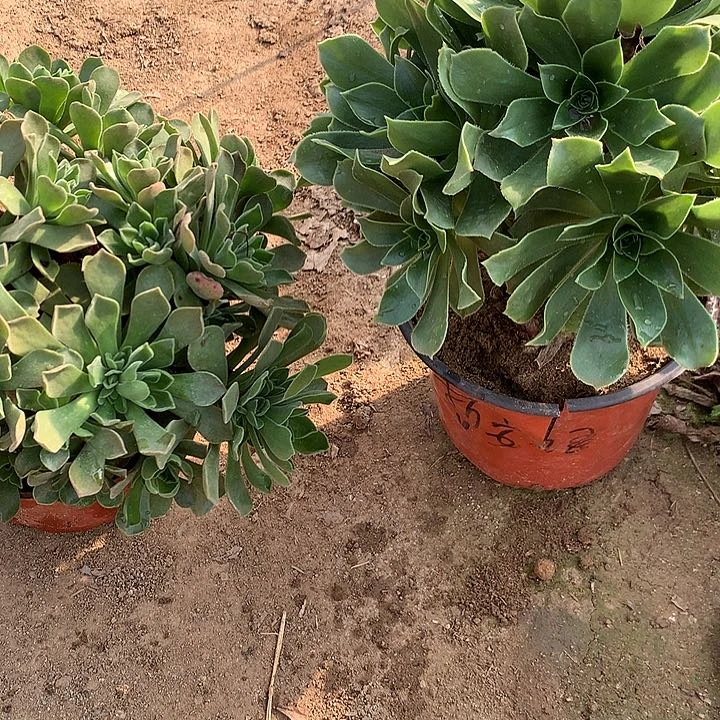 五*多肉植物香馥38号