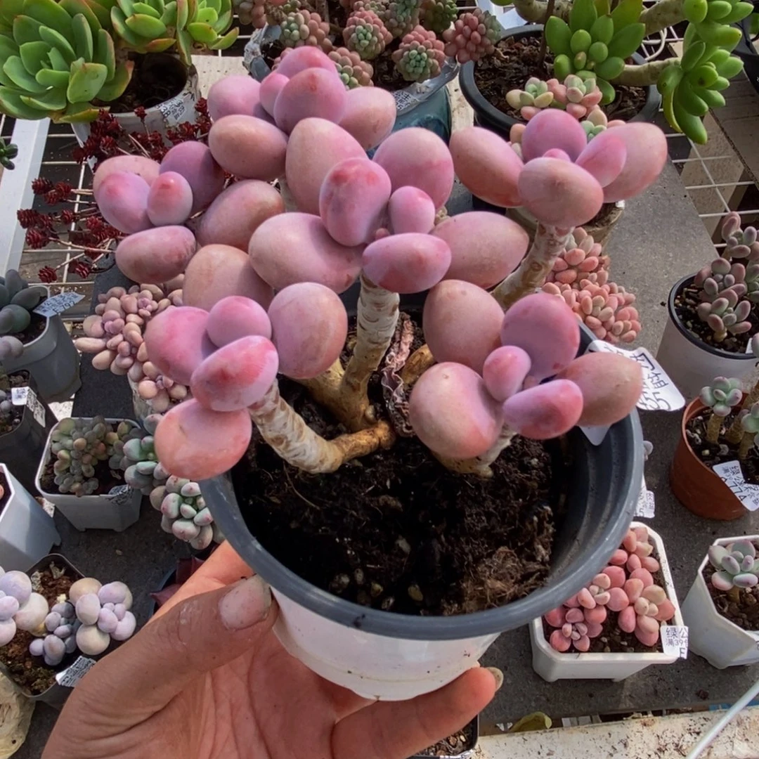 1455糖果桃蛋10cm多肉