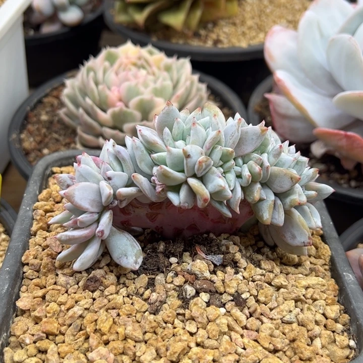 嫦娥缀化 夏鸣园艺