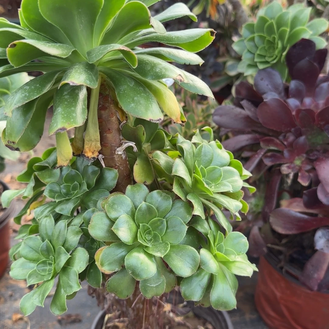 绿玫瑰多肉567满28包邮断枝不包