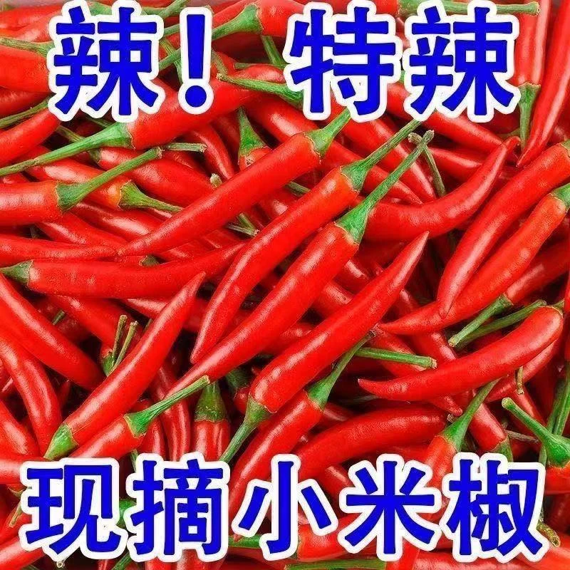云南新鲜采摘特辣小米辣椒朝天椒农家自种蔬红米辣可做泡椒剁椒酱