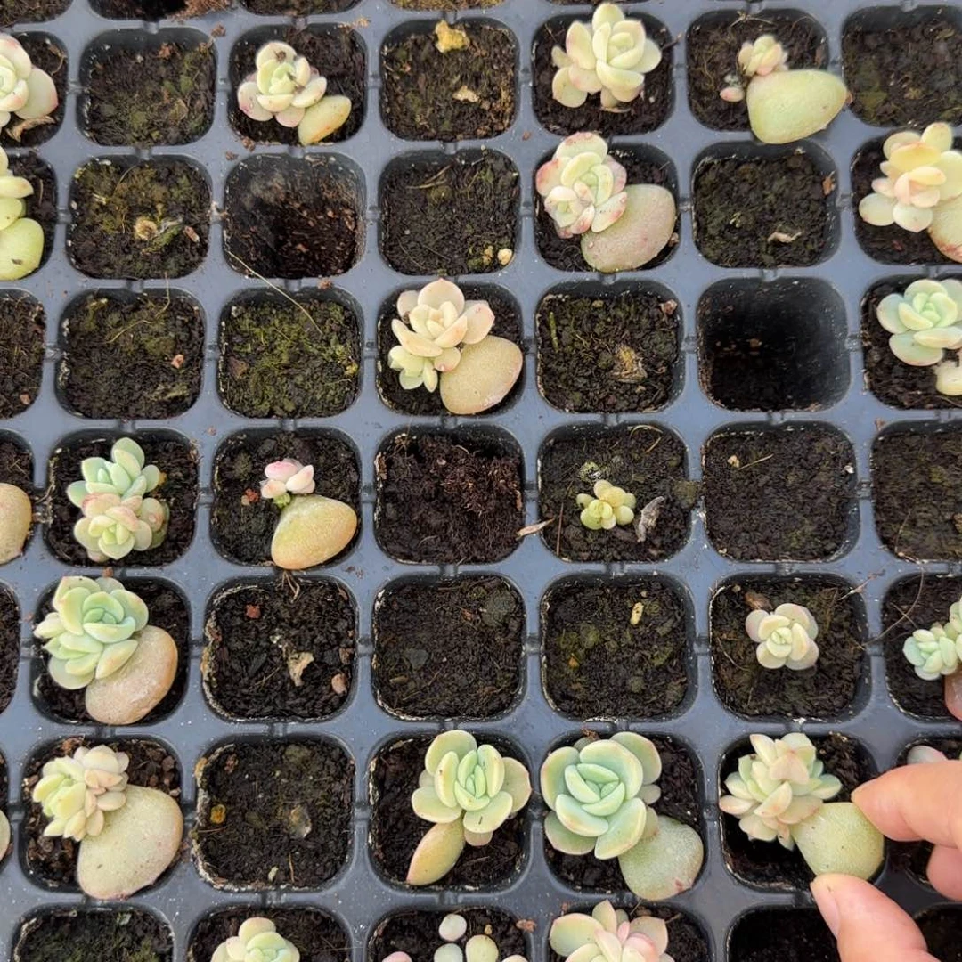 风花240 穴一个满25包邮