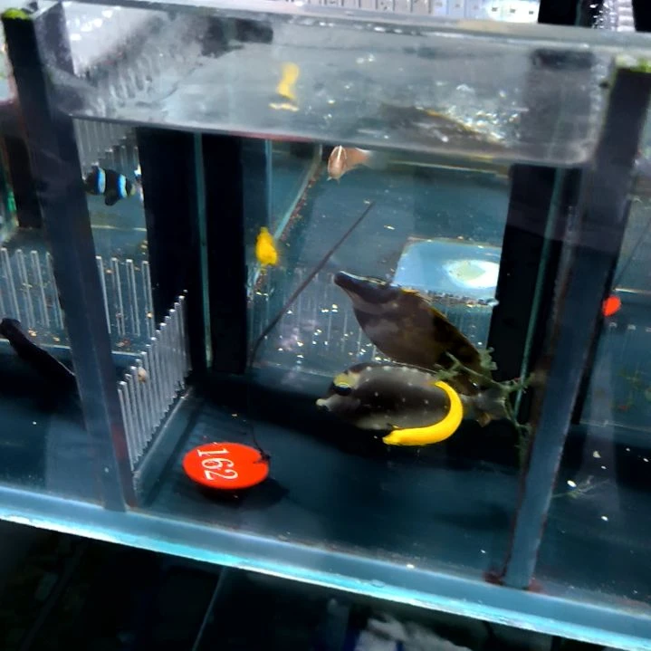 黄龙两个，黄狐狸9+，天狗7+，6+蓝嘴黄新娘