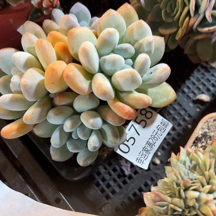 幸运的是我还没遇到过