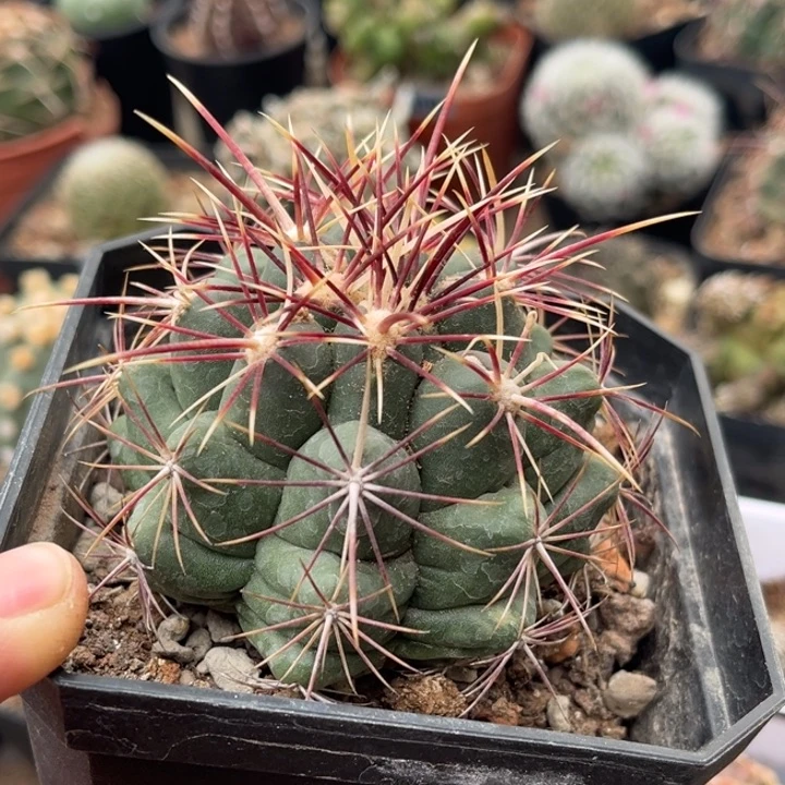 仙人球一物一拍实生