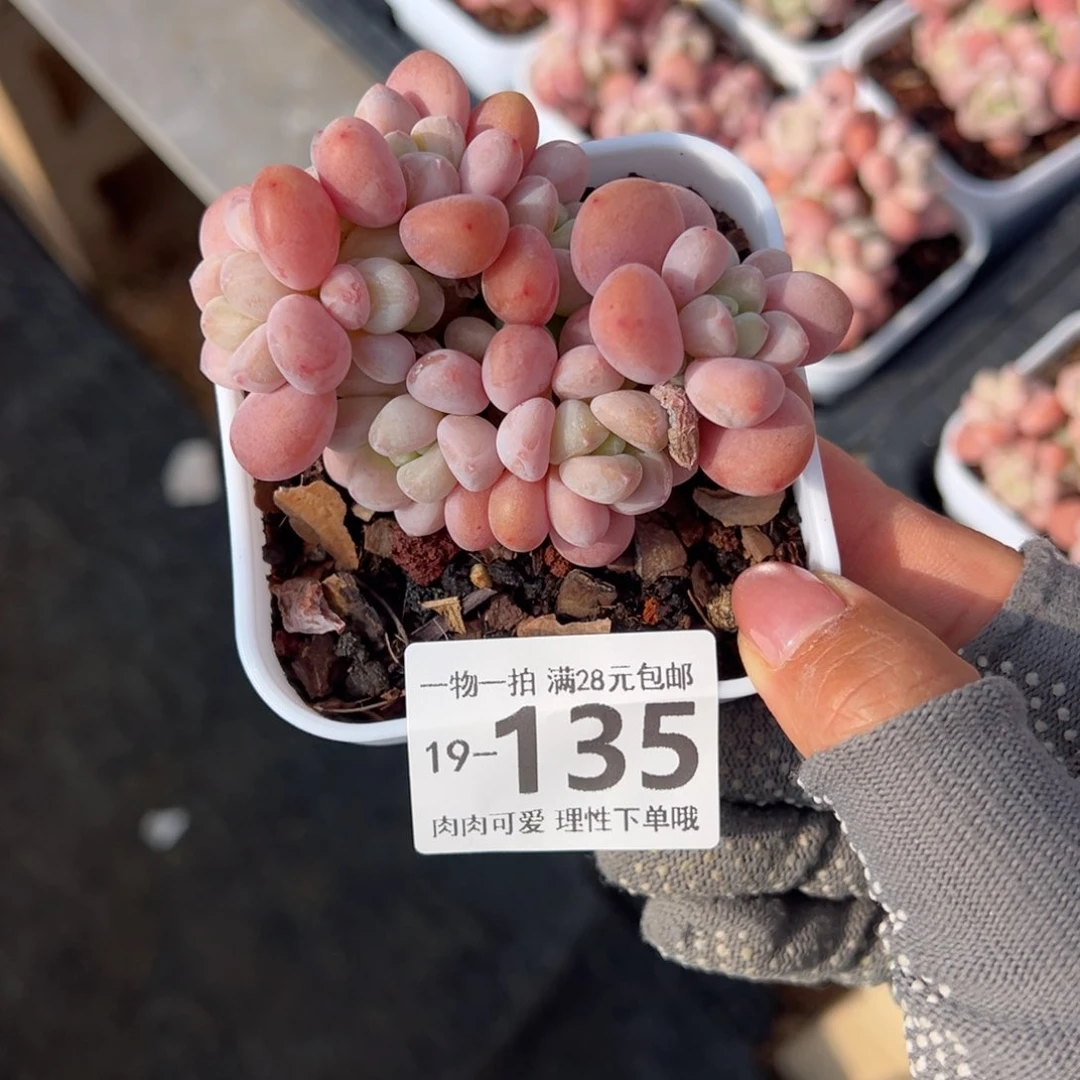 红洛神多肉多肉多肉多肉