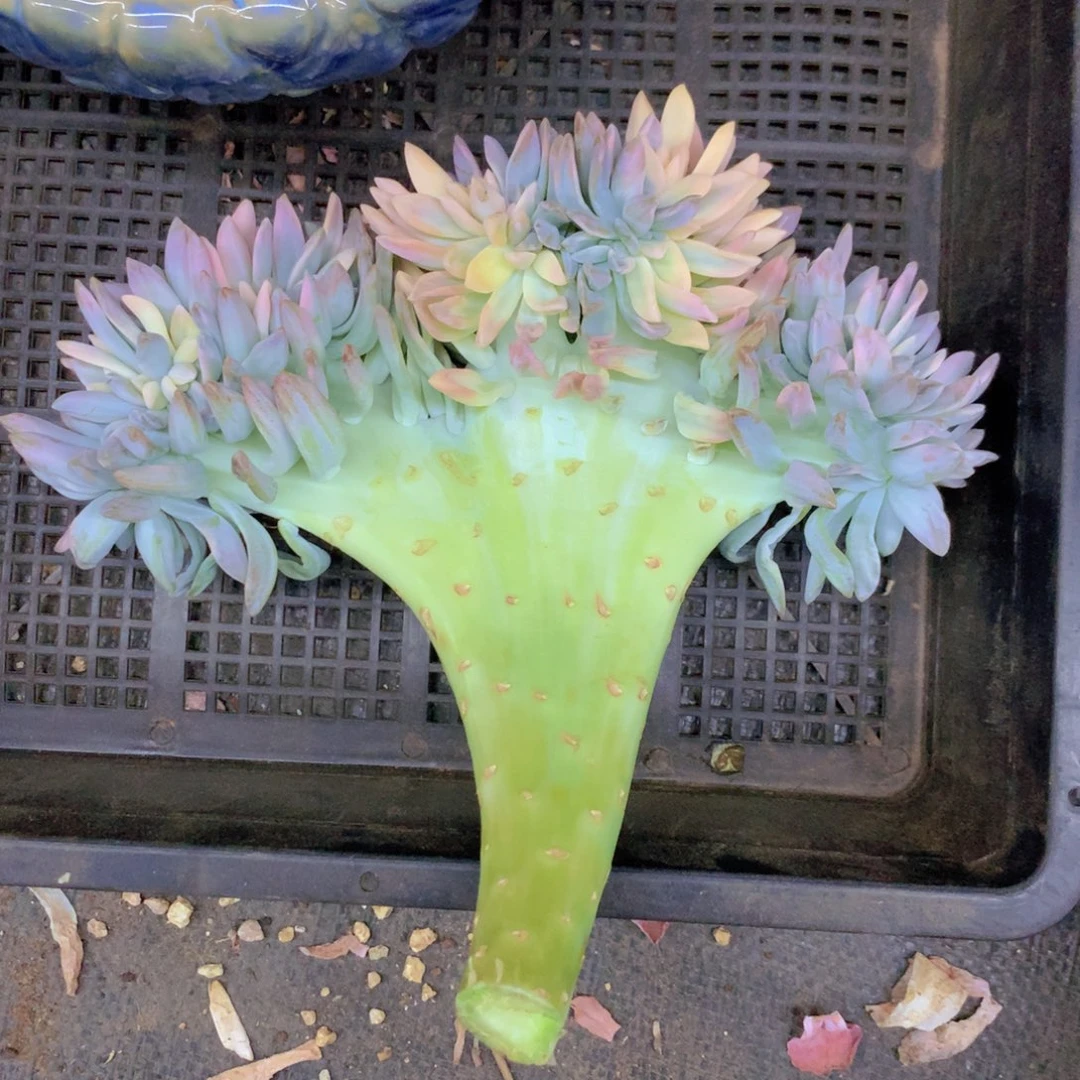 ****]淡雪锦多肉植物一物一拍