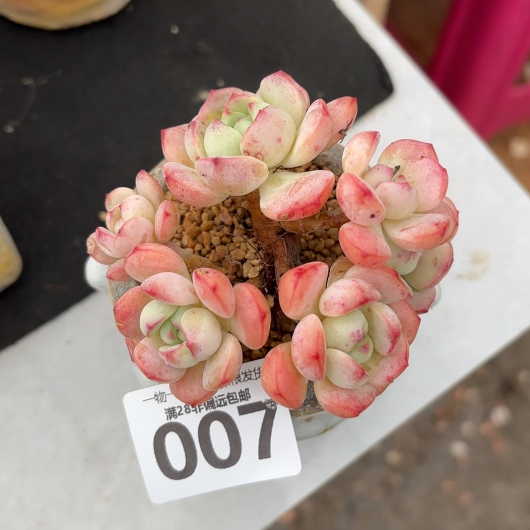 香草老桩无盆土发货