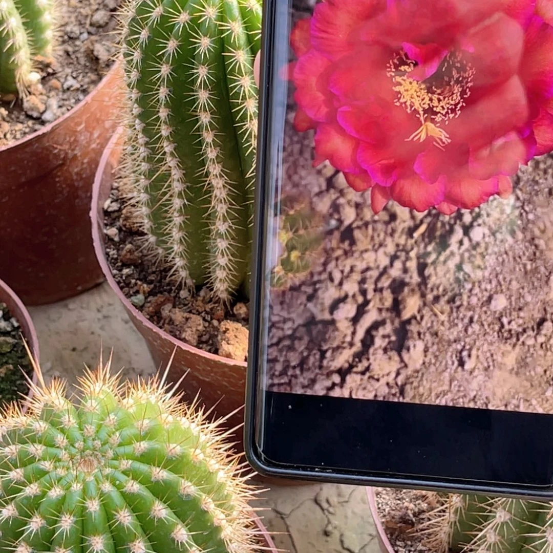 毛花柱 捣蛋鬼脱土脱盆摘花满20包邮