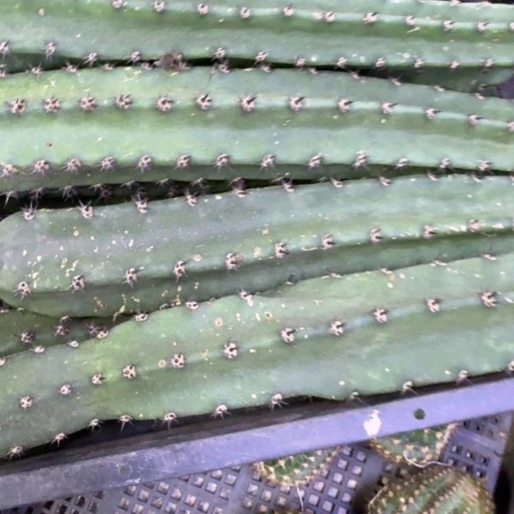 黑刺秀普歪25公分左右无根侧牙，20包邮