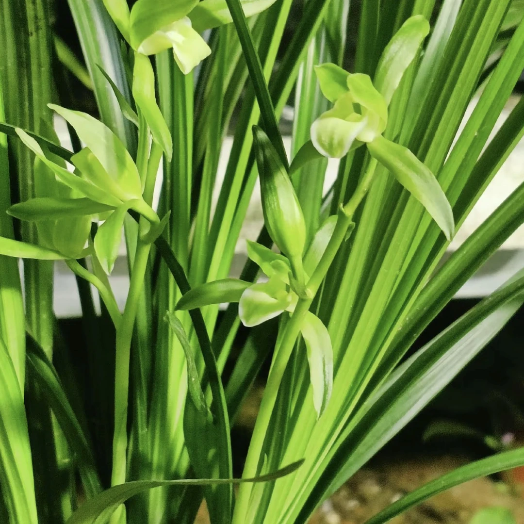 云南腾冲大山（兰）（草）直播间兰花一物一拍