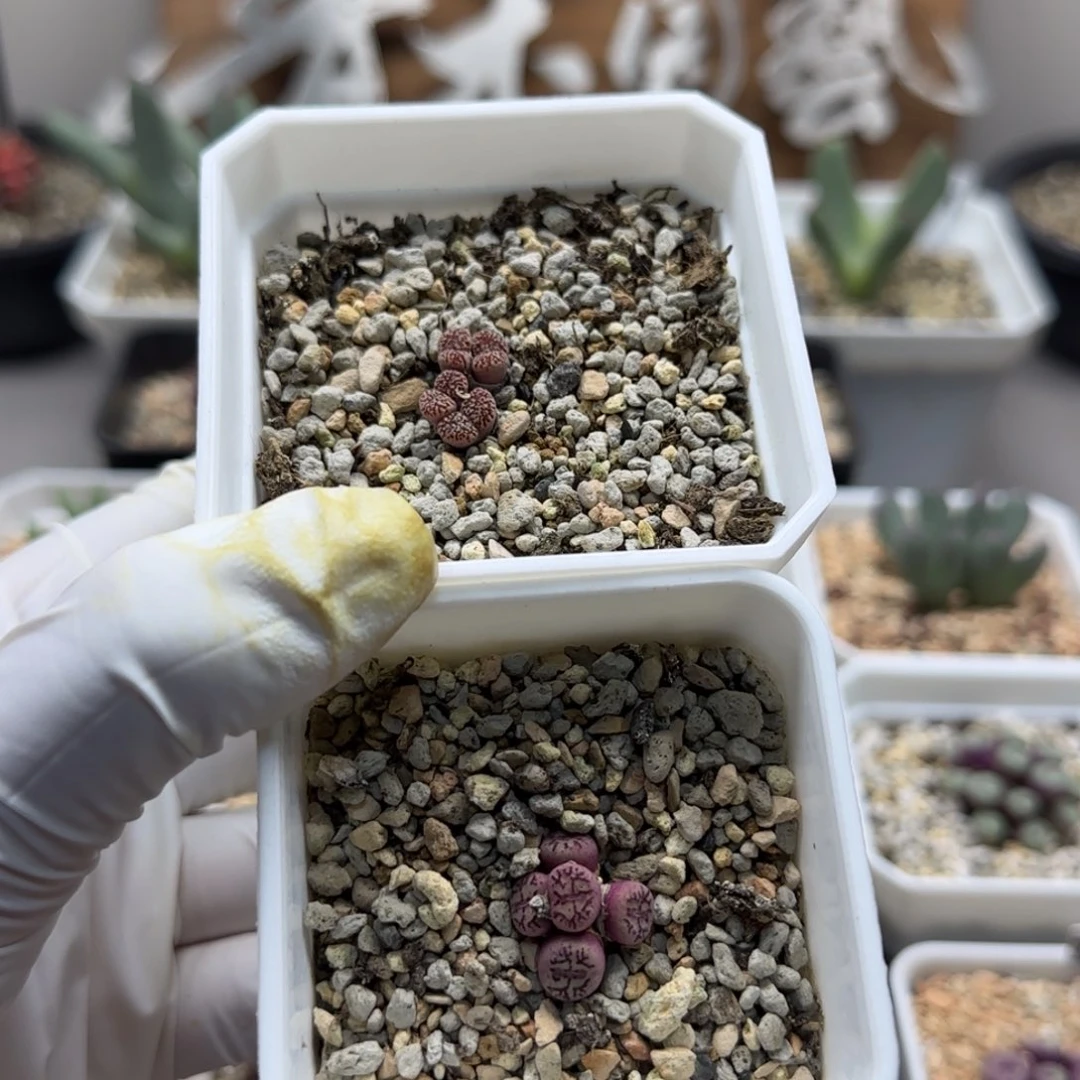 已***销8-13-当天满38包邮脱土