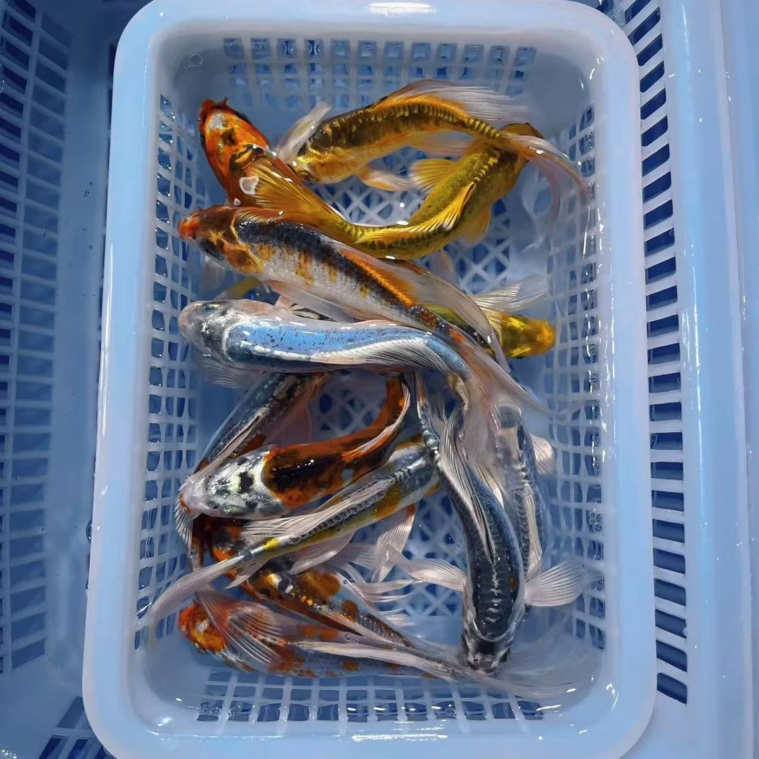 锦鲤德系锦鲤好养耐活