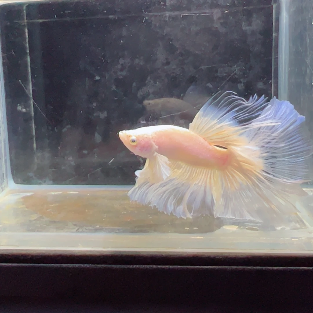 斗鱼浅色特殊尾hhhh