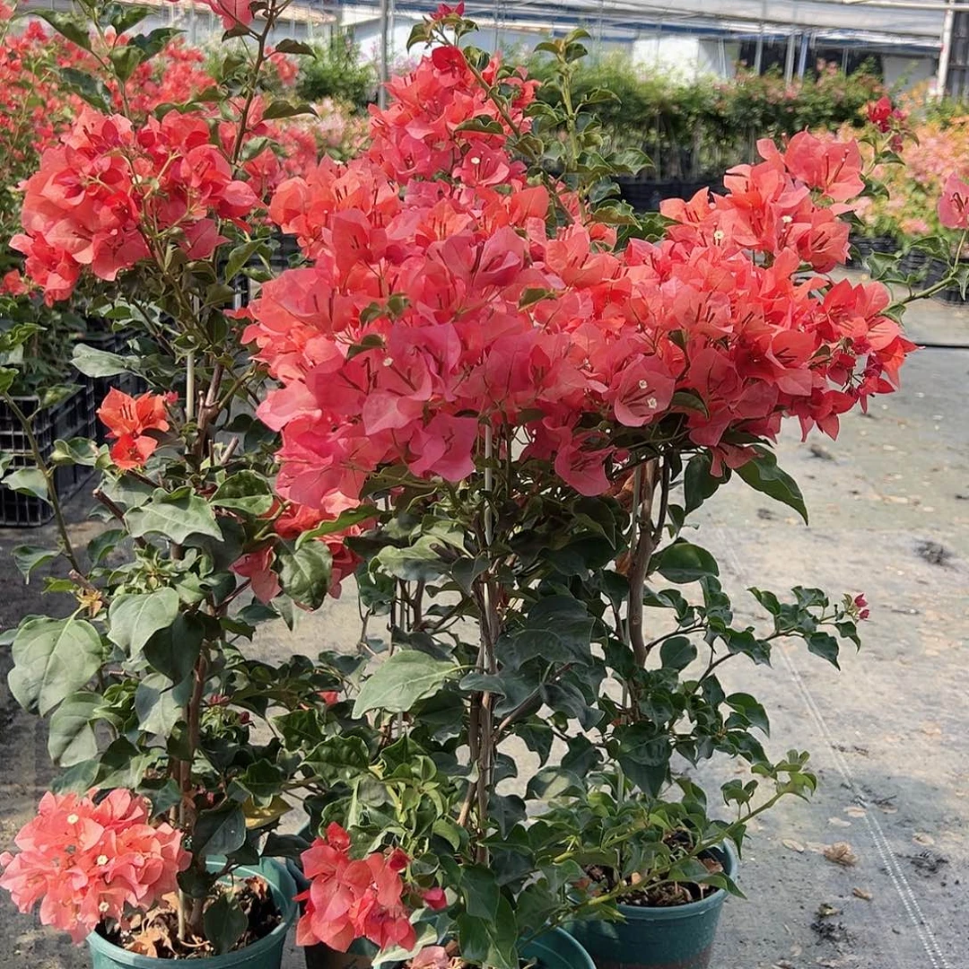 当前无花栽培后可以开花蒙娜丽沙红日落带竹一颗